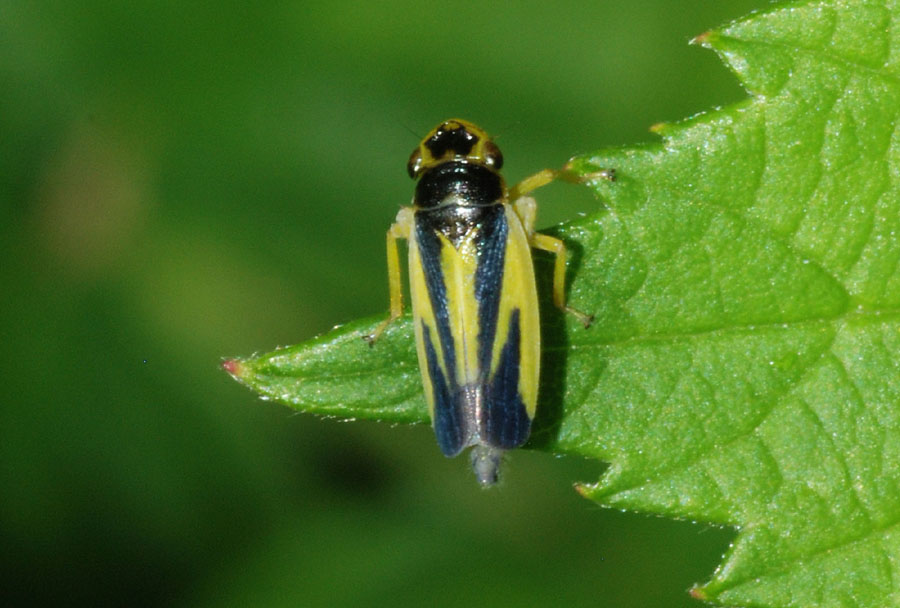 Cicadellidi  da det. [e non solo]